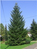  Abies Nordmanianna, Gajnice - Zagreb 